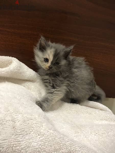 kitten for sale قطط للبيع 12