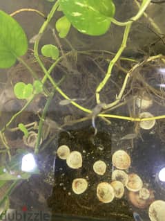 Silver guppies baby fishes for sale