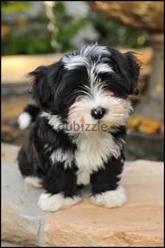 A cute little puppy available