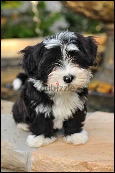 A cute little puppy available 0