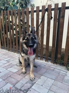 German Shepherd Long Hair 1 year old Female 0