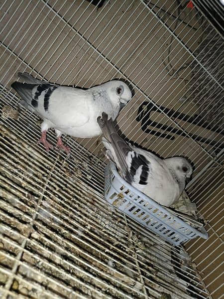 pigeon for sale 2