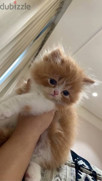 kitten for sale 1