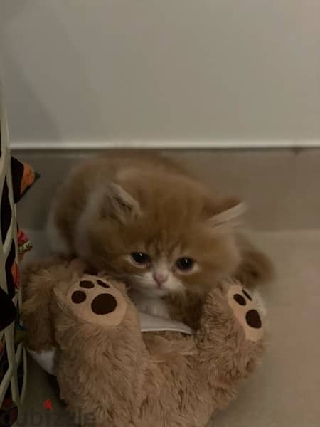 kitten for sale 2