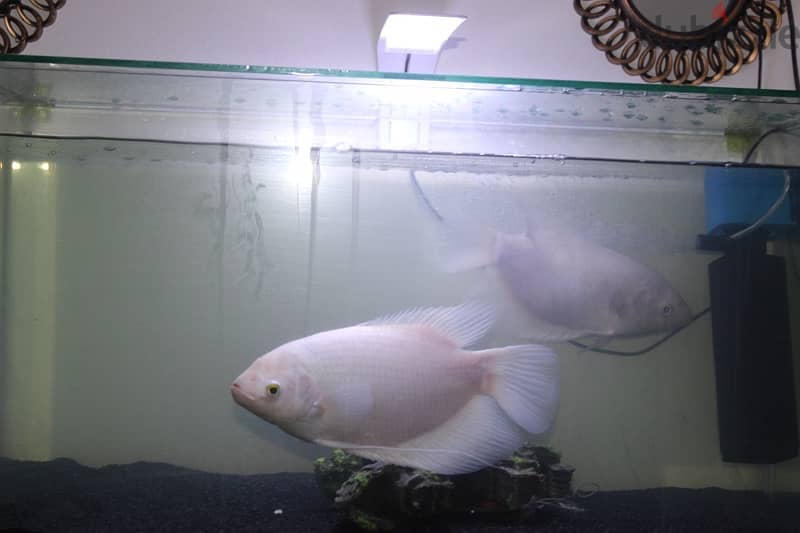 2 gourami fish for sale 0