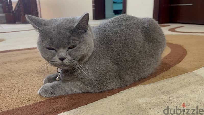 Free - Female cat british shorthair 1