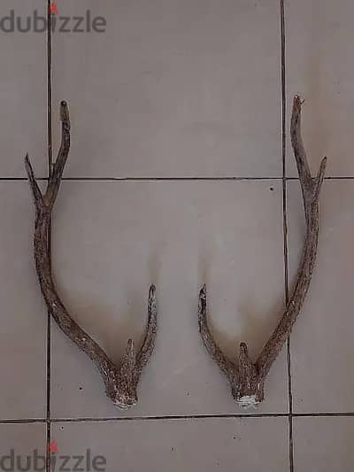 Orginal Deer Antler (Premium condition)