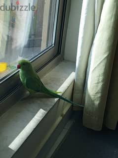 Green Parrot for sale 0