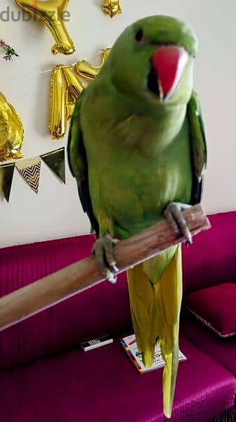 Green Parrot for sale 1