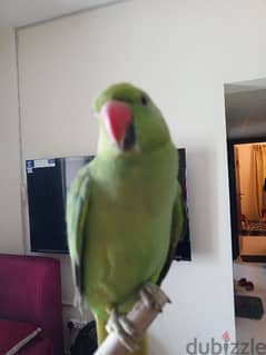 Green Parrot for sale