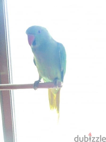 Green Parrot for sale 1