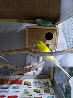 beautiful budgies pair 0