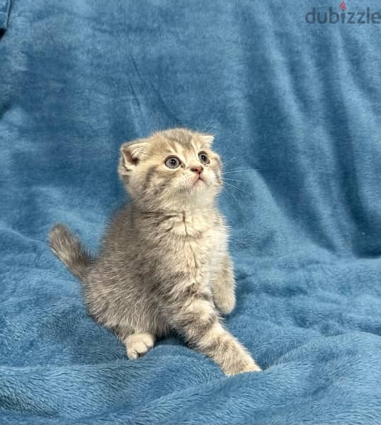 Scottish fold | سكوتش فولد 0