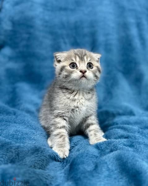 Scottish fold | سكوتش فولد 1