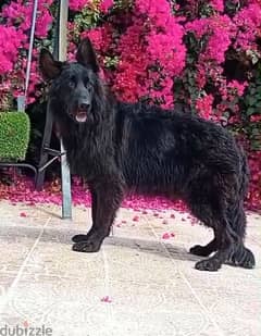 male German sheprd long hair top level