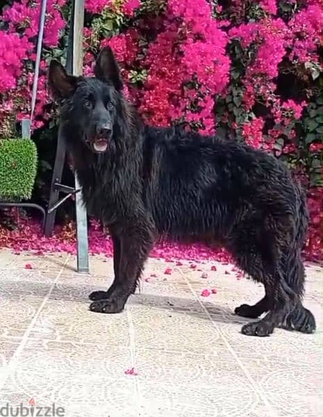 male German sheprd long hair top level 0