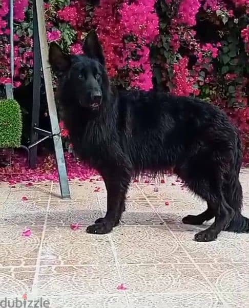 male German sheprd long hair top level 1