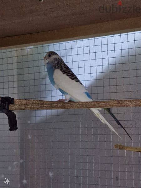 budgies pair 1