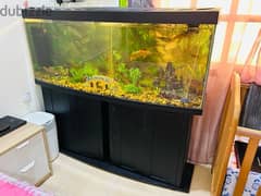 For Sale 1.5 meter curved glass fish tank with all accessories