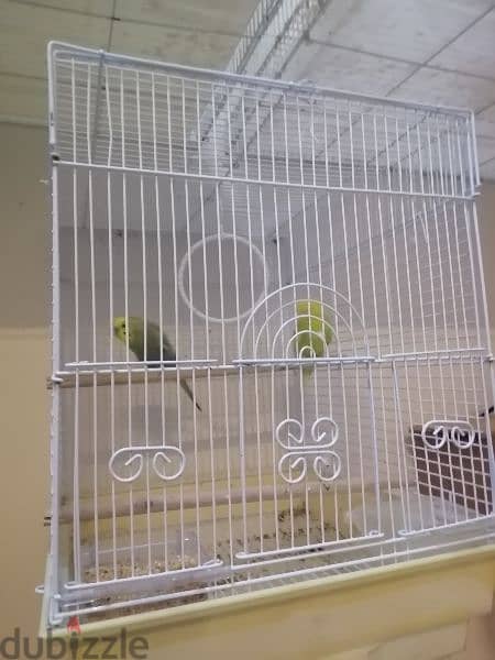 parrots buddgies jamboo with cage 1