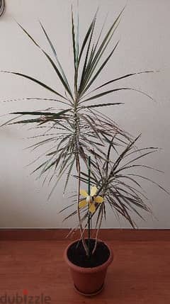 Dragon plant (Draceana Marginata) 0