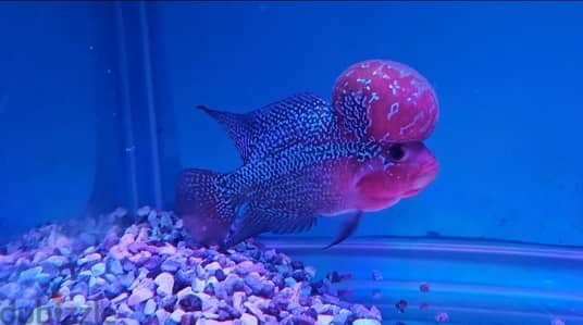 Flowerhorn