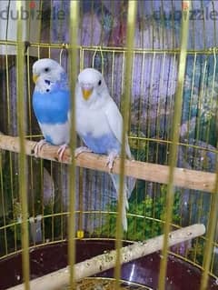 Budgies