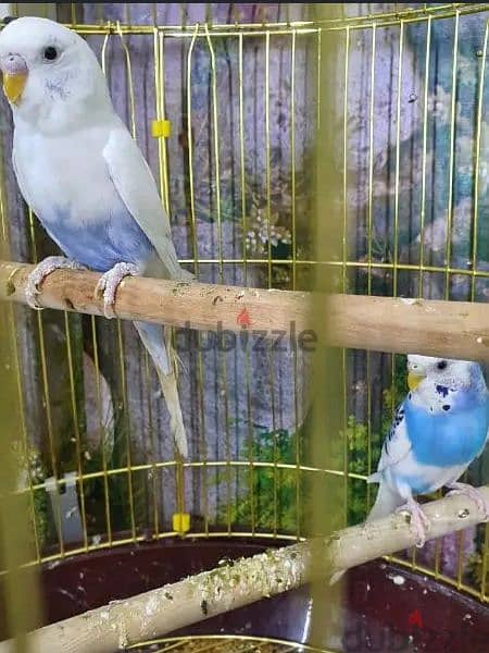 Budgies 2 pair 1