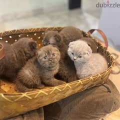 Rare chocolait scottishfold bahrain 0