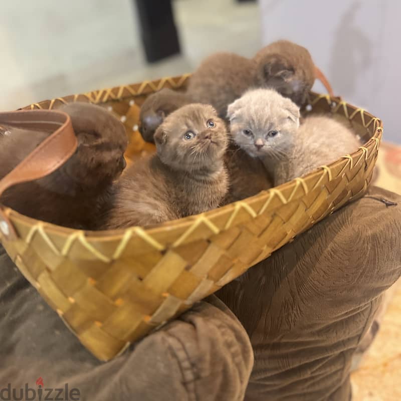 Rare chocolait scottishfold bahrain 1