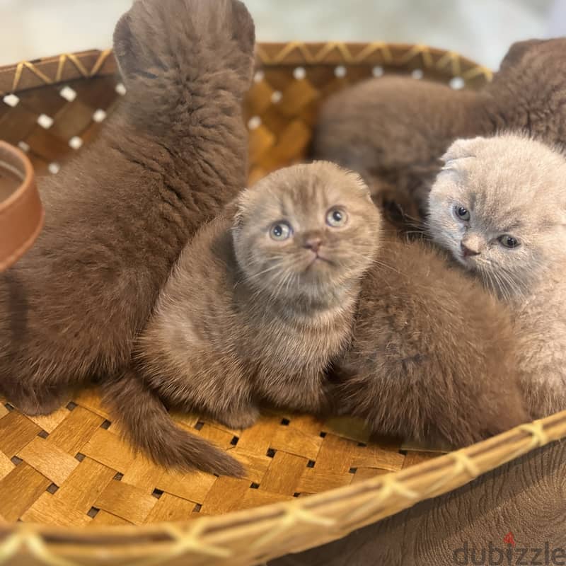 Rare chocolait scottishfold bahrain 2