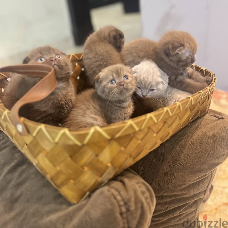 Rare chocolait scottishfold bahrain 3