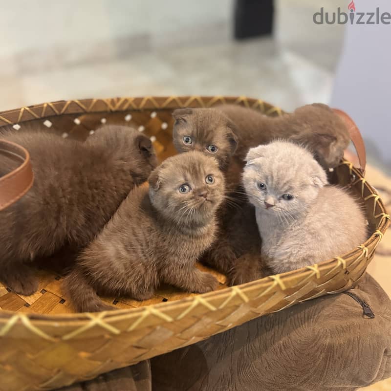 Rare chocolait scottishfold bahrain 4