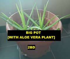 Aloe