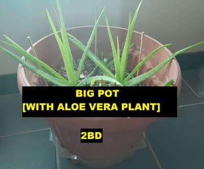 Aloe Vera Plant at Big Pot For Sale 1BD