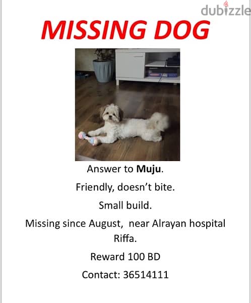 missing dog 0