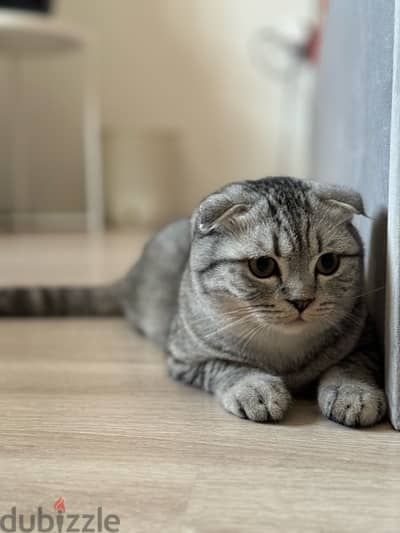 Scottish fold male 8 months for sale