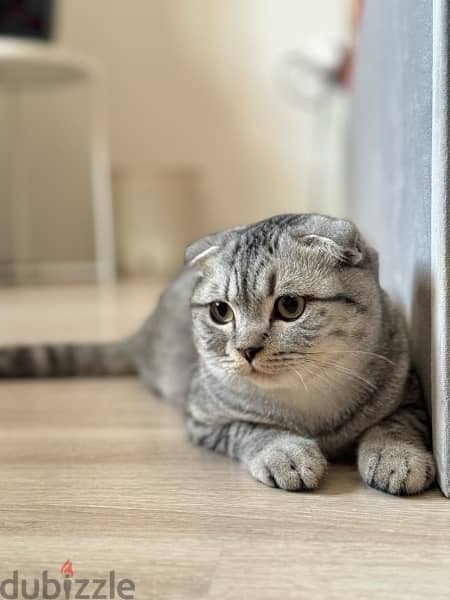 Scottish fold male 8 months for sale 1