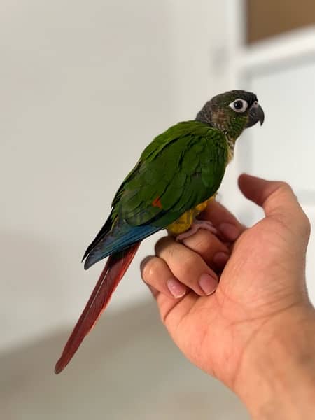 Green-cheek conure parrot - بغبغاء الكونيور 1