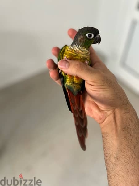 Green-cheek conure parrot - بغبغاء الكونيور 2