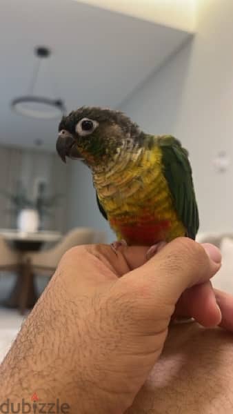 Green-cheek conure parrot - بغبغاء الكونيور 3