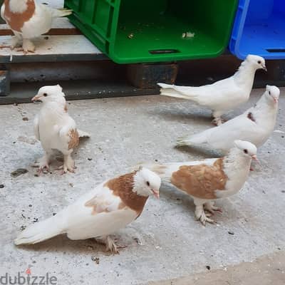 Pigeon for sale