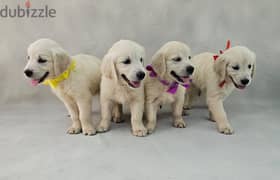 English Cream Golden Retriever for sale