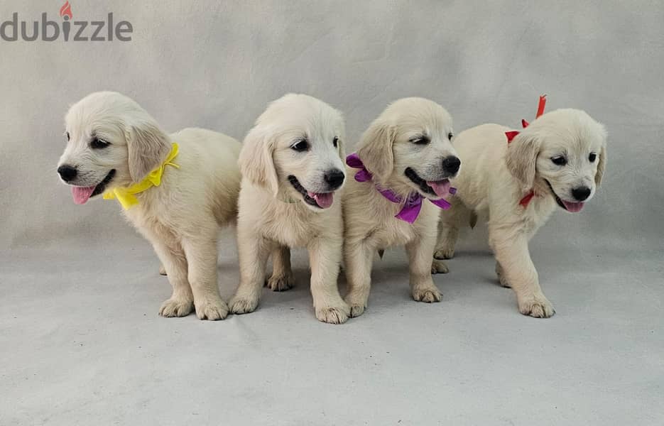 English Cream Golden Retriever for sale 0