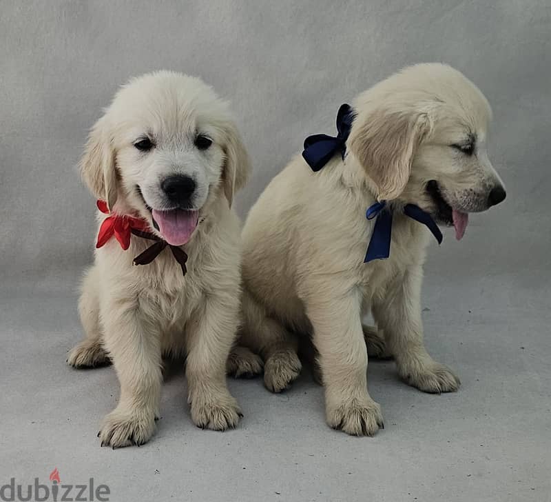 English Cream Golden Retriever for sale 1