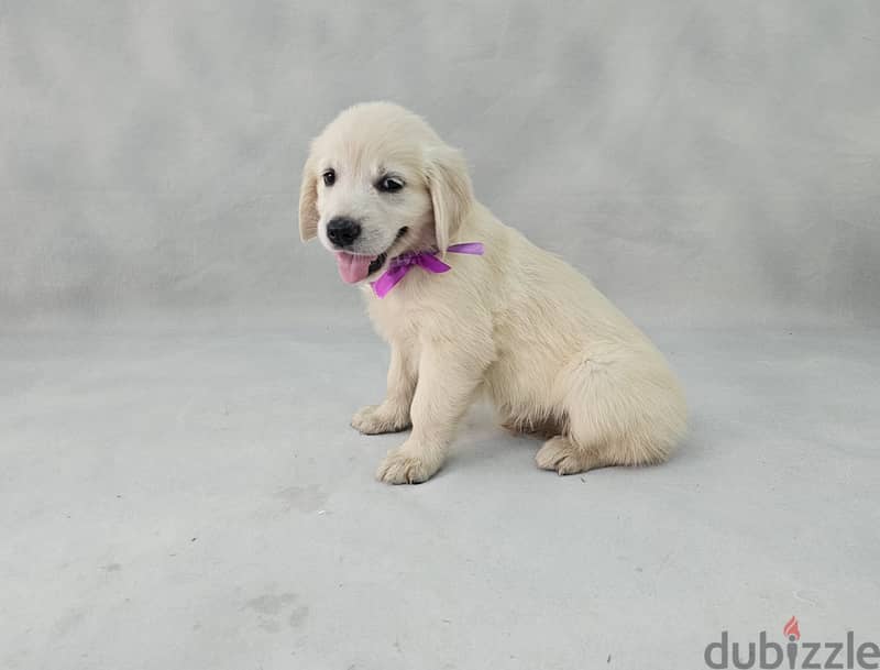 English Cream Golden Retriever for sale 2