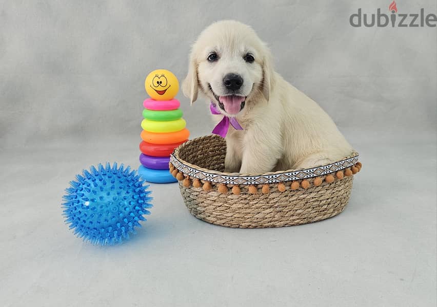 English Cream Golden Retriever for sale 3