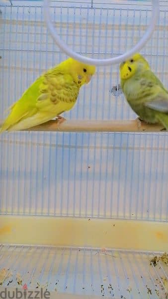 parrots buddgies jamboo with cage 2