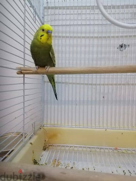 parrots buddgies jamboo with cage 4