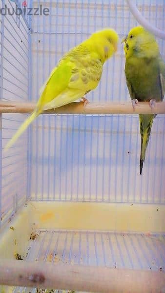 parrots buddgies jamboo with cage 5